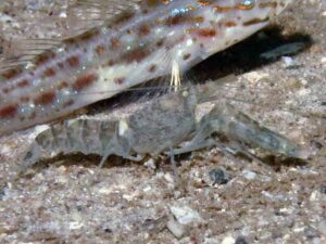 Pale Marbled Snapping Shrimp