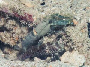 Pale Marbled Snapping Shrimp