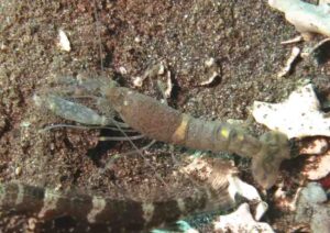 Pale Marbled Snapping Shrimp