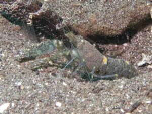 Pale Marbled Snapping Shrimp