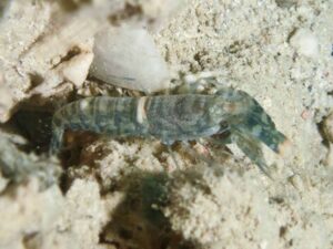 Pale Marbled Snapping Shrimp