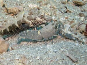 Pale Marbled Snapping Shrimp