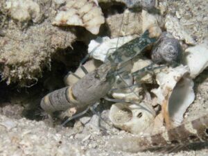 Pale Marbled Snapping Shrimp