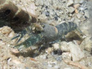 Pale Marbled Snapping Shrimp