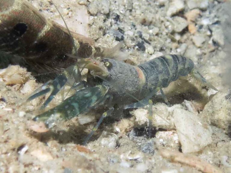 Pale Marbled Snapping Shrimp