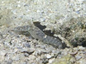 Pale Marbled Snapping Shrimp