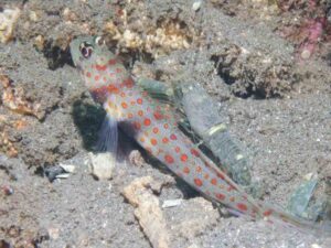 Pale Marbled Snapping Shrimp with Amblyeleotris guttata, Blackchest Shrimpgoby