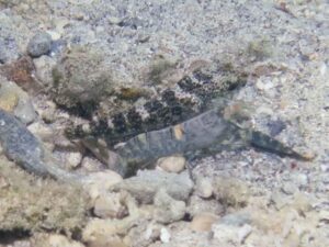 Pale Marbled Snapping Shrimp with Cryptocentrus caeruleomaculatus, Bluespotted Shrimpgoby