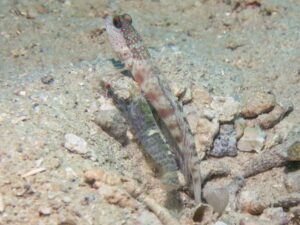 Pale Marbled Snapping Shrimp with Cryptocentrus leptocephalus, Pinkspot Shrimpgoby