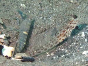 Pale Marbled Snapping Shrimp with Ctenogobiops aurocingulus, Goldstreaked Shrimpgoby