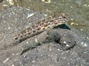 Pale Marbled Snapping Shrimp with Ctenogobiops crocineus, Silverspot Shrimpgoby