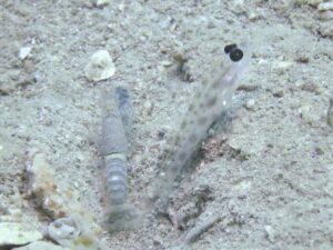 Pale Marbled Snapping Shrimp with Ctenogobiops feroculus, Fierce Shrimpgoby