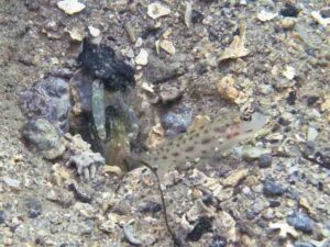 Pale Marbled Snapping Shrimp with Ctenogobiops mitodes, Thread Shrimpgoby