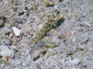 Pale Marbled Snapping Shrimp with Ctenogobiops pomastictus, Goldspeckled Shrimpgoby