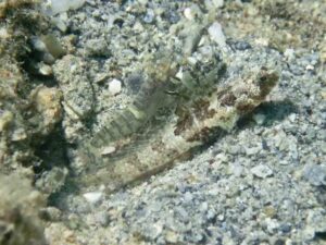 Pale Marbled Snapping Shrimp with Tomiyamichthys nudus, Scaleless Shrimpgoby