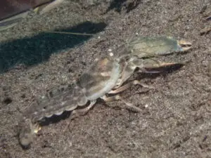 Pigpen Shrimp Alpheus rapacida