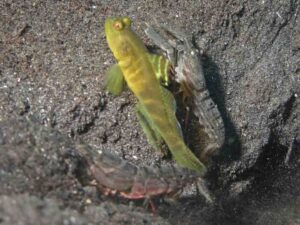 Pigpen Snapping Shrimp