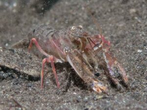 Pigpen Snapping Shrimp