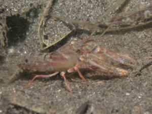 Pigpen Snapping Shrimp