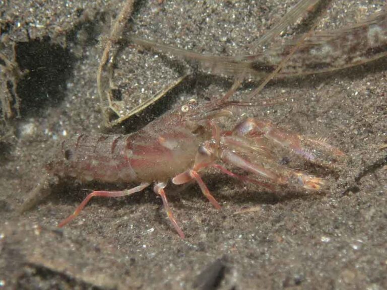 Pigpen Snapping Shrimp