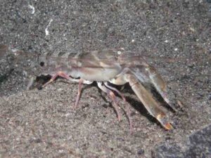 Pigpen Snapping Shrimp