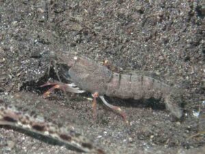 Pigpen Snapping Shrimp