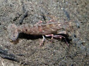 Pigpen Snapping Shrimp