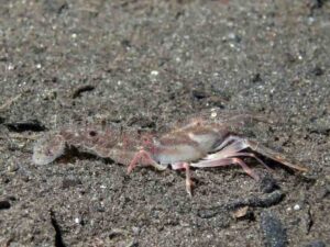 Pigpen Snapping Shrimp