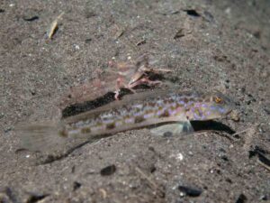 Pigpen Snapping Shrimp with Acentrogobius cenderawasih Cenderawasih Goby