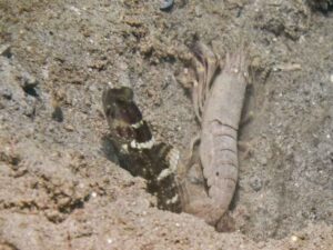 Pigpen Snapping Shrimp with Cryptocentrus sericus, Ventral-barred Shrimpgoby