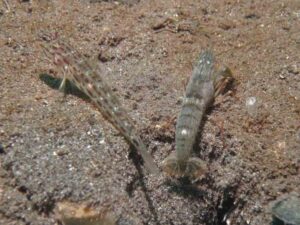 Pigpen Snapping Shrimp with Ctenogobiops crocineus, Silverspot Shrimpgoby