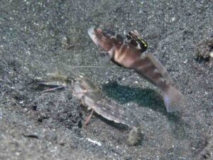 Pigpen Snapping Shrimp with Mahidolia mystacina, Smiling Shrimpgoby