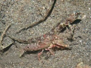 Pigpen Snapping Shrimp with Lanceolate Shrimpgoby Tomiyamichthys lanceolatus