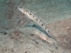 Pigpen Snapping Shrimp with Vanderhorstia ambanoro, Twinspot Shrimpgoby