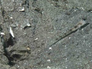 Pigpen Snapping Shrimp with Vanderhorstia auronotata, Gold-Marked Shrimpgoby