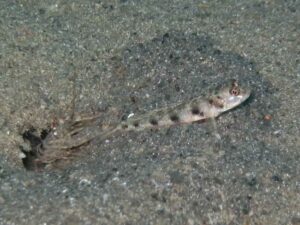 Pigpen Snapping Shrimp with Vanderhorstia phaeosticta, Yellowfoot Shrimpgoby