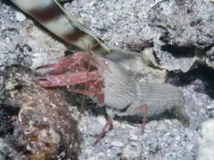 Pink Pyjama Shrimp Alpheus ochrostriatus