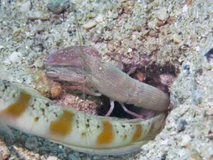 Pink Pyjama Snapping Shrimp