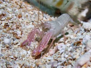 Pink Pyjama Snapping Shrimp