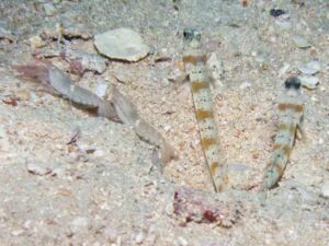 Pink Pyjama Snapping Shrimp