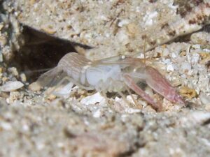 Pink Pyjama Snapping Shrimp