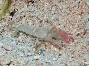 Pink Pyjama Snapping Shrimp