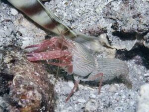 Pink Pyjama Snapping Shrimp