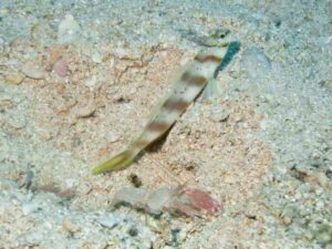 Pink Pyjama Snapping Shrimp with Amblyeleotris diagonalis Diagonal Shrimpgoby