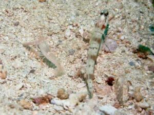 Pink Pyjama Snapping Shrimp with Amblyeleotris gymnocephala, Mask Shrimpgoby