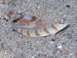 Pink Pyjama Snapping Shrimp with Amblyeleotris rubrimarginata, Redmargin Shrimpgoby