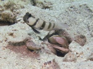 Pink Pyjama Snapping Shrimp with Cryptocentrus cinctus, Yellow Shrimpgoby