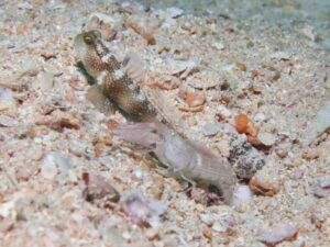 Pink Pyjama Snapping Shrimp with Cryptocentrus fasciatus, Y-bar Shrimpgoby