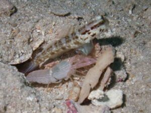 Pink Pyjama Snapping Shrimp with Cryptocentrus sericus, Ventral-barred Shrimpgoby