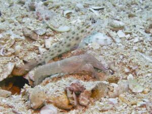 Pink Pyjama Snapping Shrimp with Ctenogobiops pomastictus, Goldspeckled Shrimpgoby